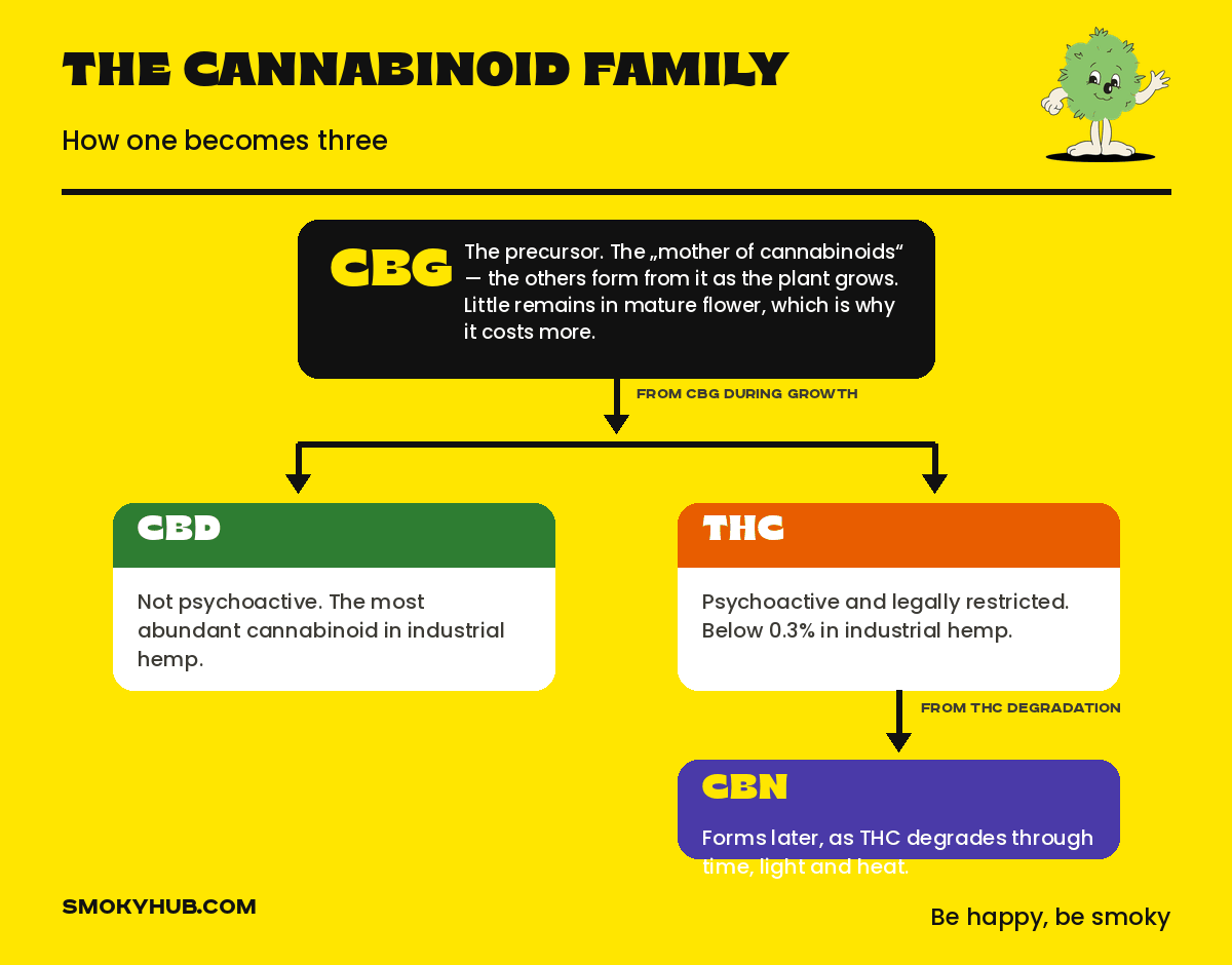 Diagram of cannabinoid formation: CBG as the precursor, CBD and THC forming from it, CBN forming as THC degrades