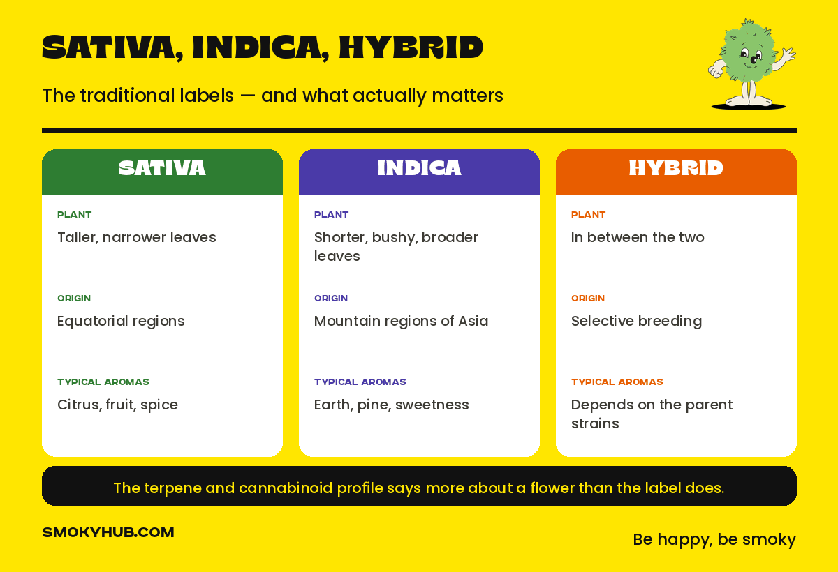 Comparison of sativa, indica and hybrid by plant, origin and typical aromas
