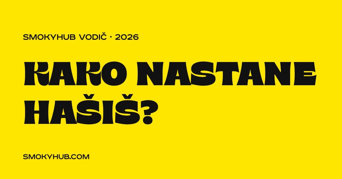 Kako nastane hašiš – vodič SmokyHUB