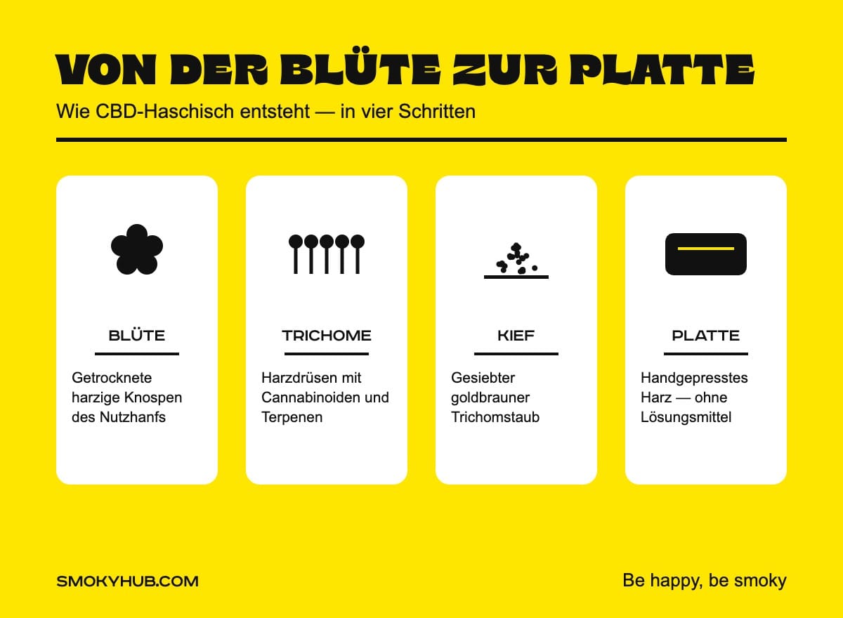 Von der Blüte zur Platte – wie CBD-Haschisch entsteht (SmokyHub Infografik)
